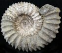 Pavlovia Ammonite Fossil - Siberia #29714-1